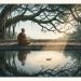 A monk sits beside a still forest pool, where branching trees reflect around a small patch of warm light.